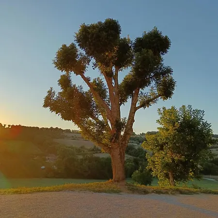 La Canopée